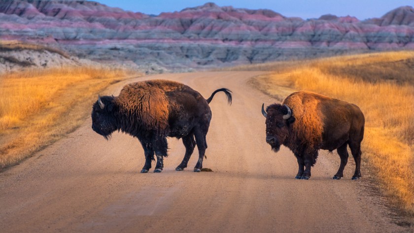 a pair of bison standing in the middle of the road at badlands national park
