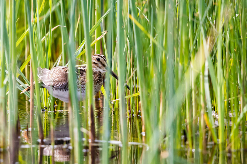 Wilson's Snipe Shorebird Hides in the Grass at Edge of Malheur Pond