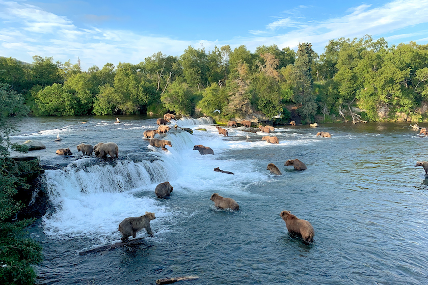 Brown Bears at Brooks Falls in Katmai National Park, Alaska