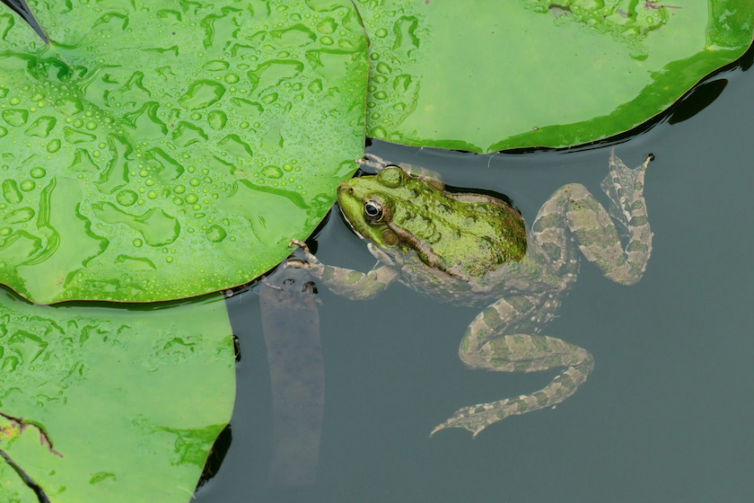 lake green frog swimming in a pond close-up