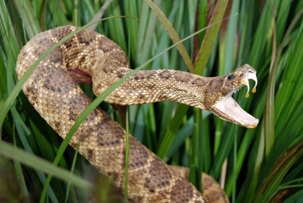 How to Kill a Rattlesnake Safely?