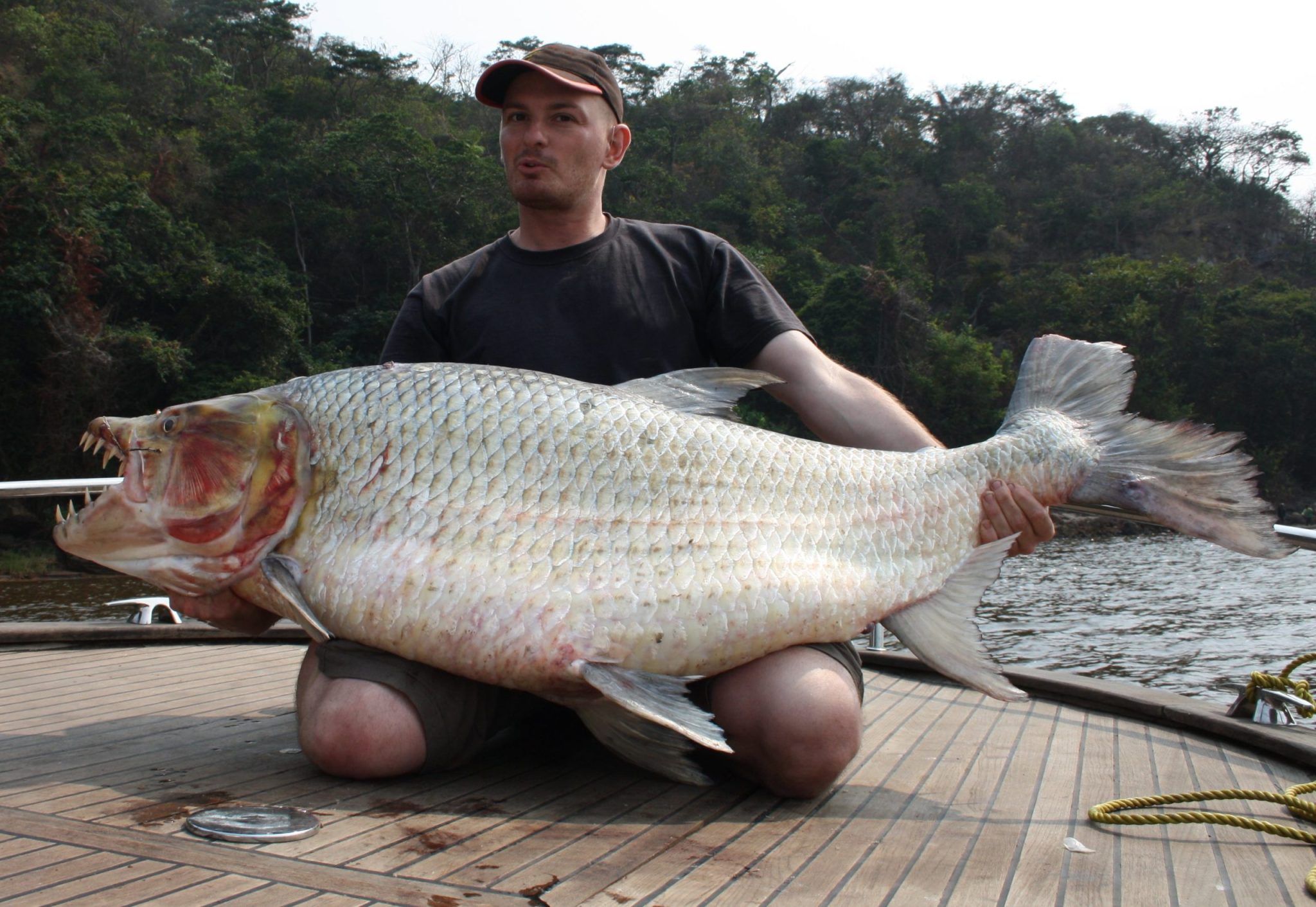 The Stuff of Nightmares: Everything to Know About the Goliath Tigerfish