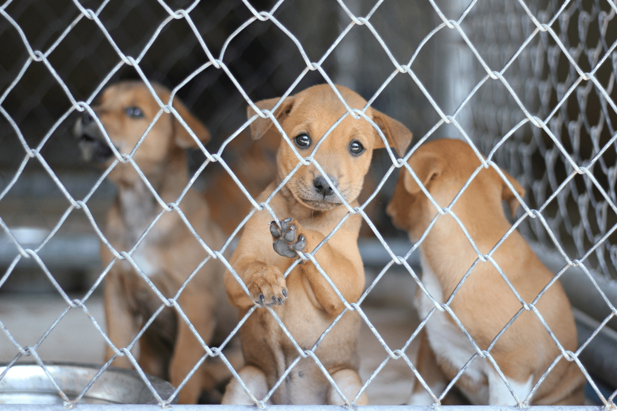 Puppy Protection Act What It Is, Who's Sponsoring It + AKC's Response