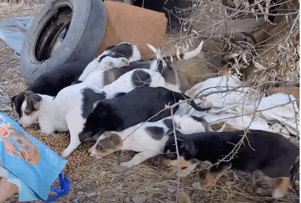 mama dog reunites with puppies