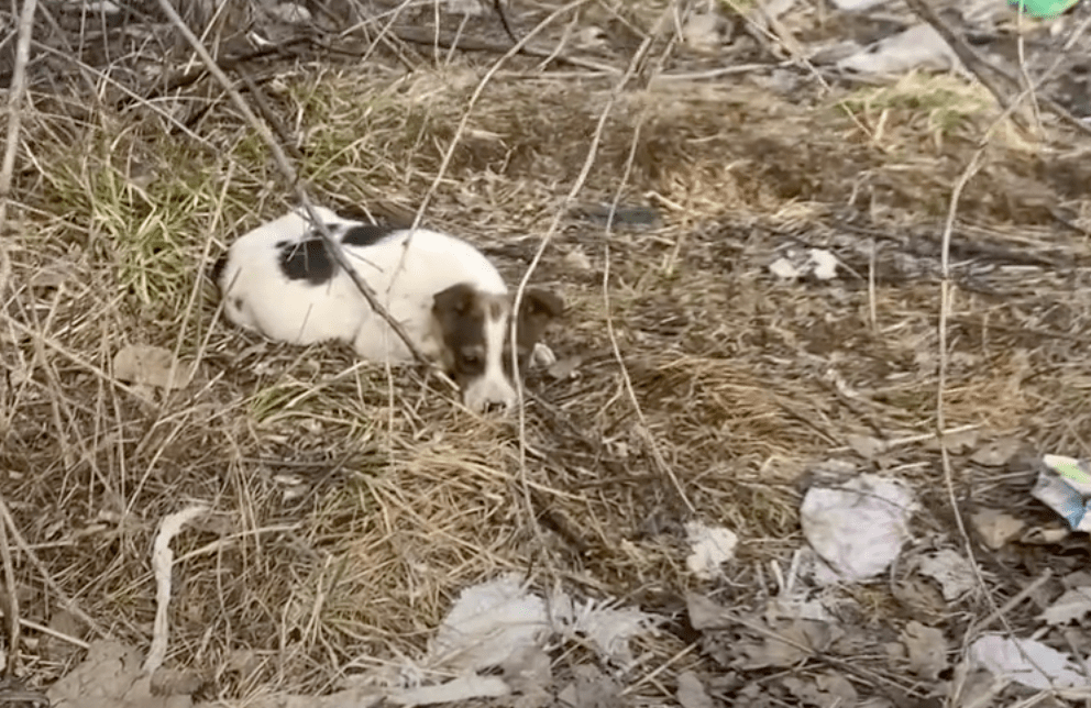 mama reunites with puppies