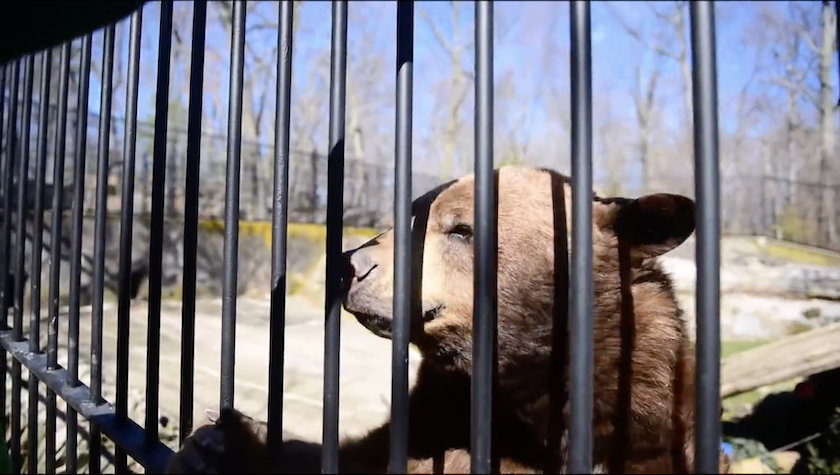 a bear looks through bars of his exhibit at trailside zoo at bear mountain state park