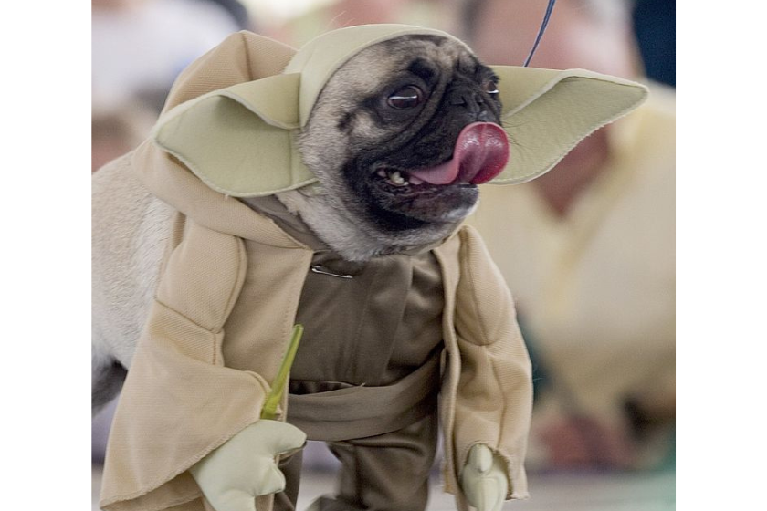  A pug dressed as Yoda from the movie Star Wars walks along the runway 