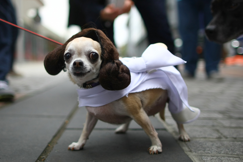 Chihuahua in Princess Leia costume