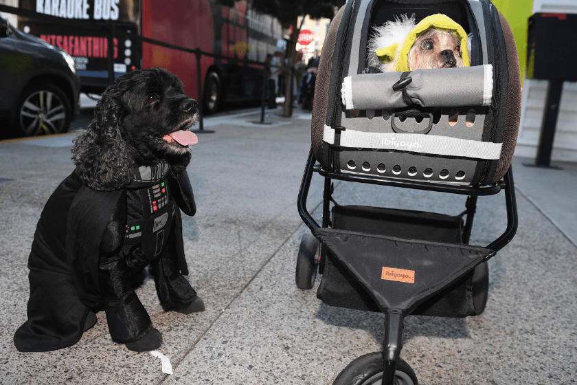 dog dressed as Darth Vadar sits next to Yoda dog