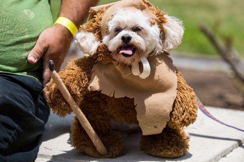 elda the dog appears in cosplay as an Ewok from Star Wars at Comic-Con Museum 