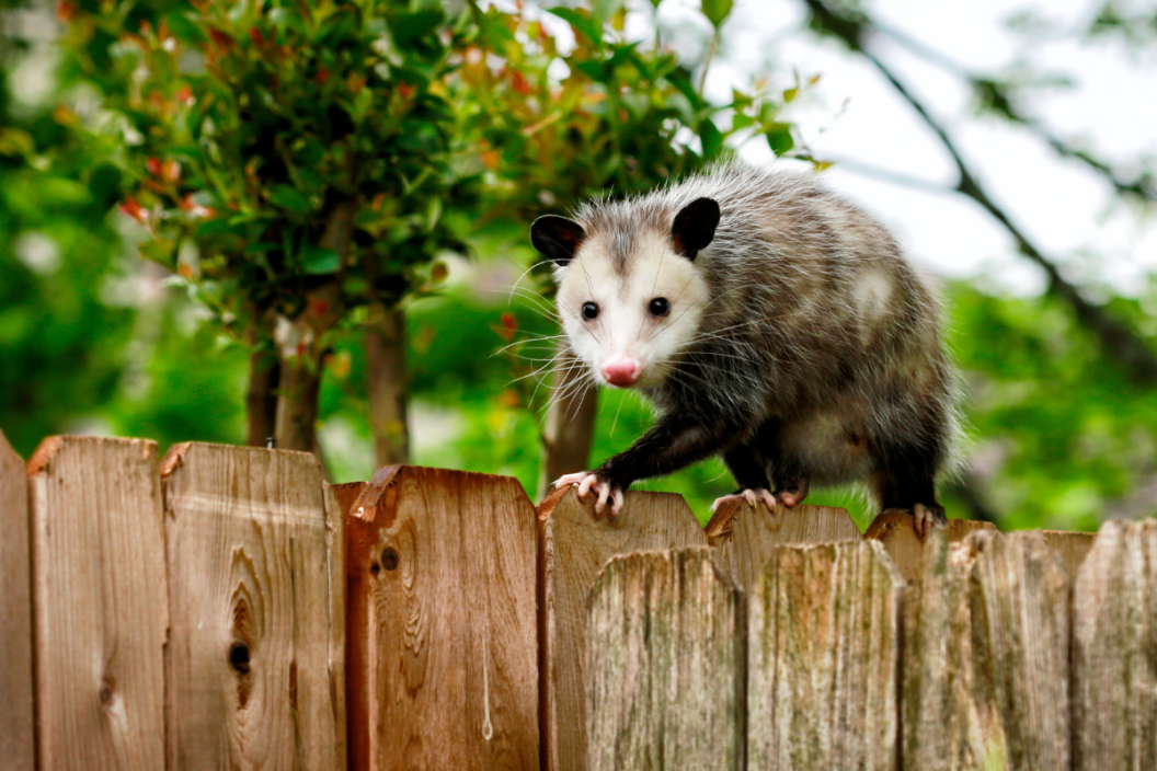 Common Opossum walking on new backyard fence
