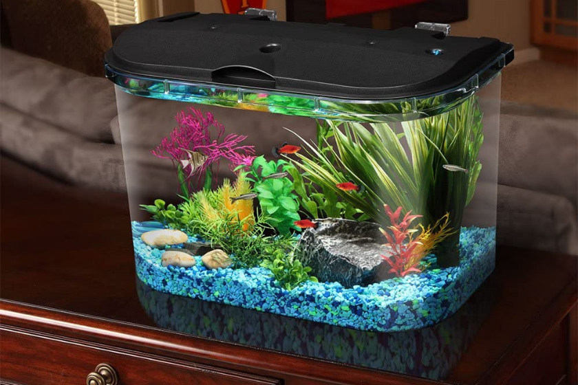 5-gallon fish tank on desk top