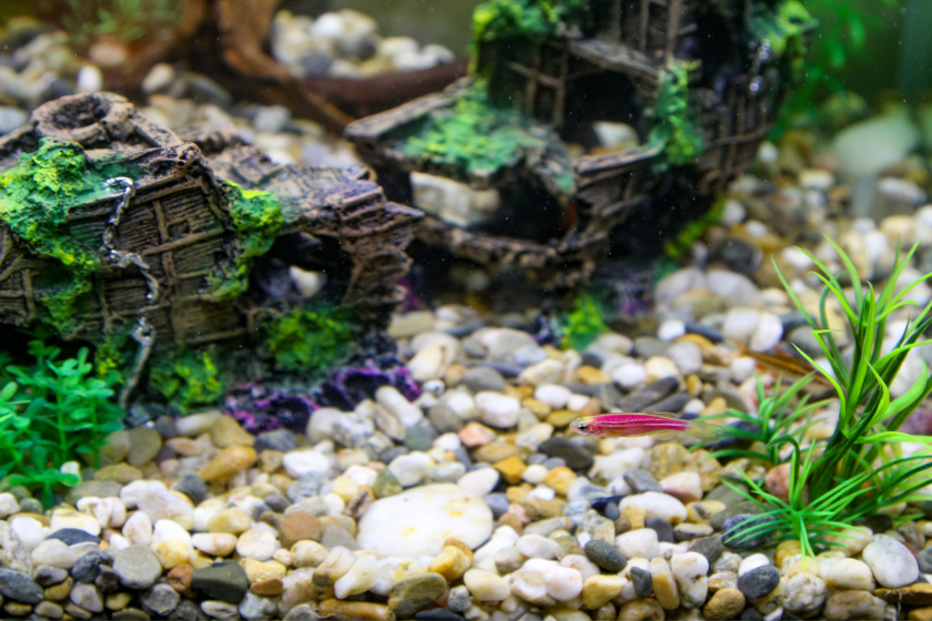 small fish tank with pebbles and decoration