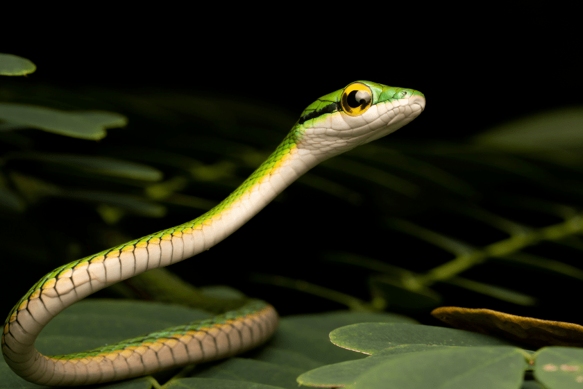 this snake enjoys snake puns