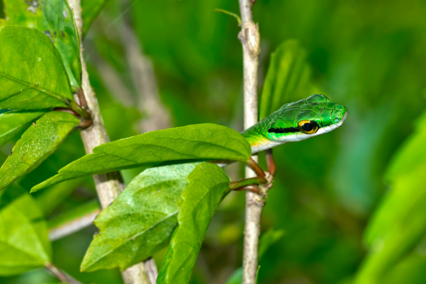 green snake enjoying snake puns in trees