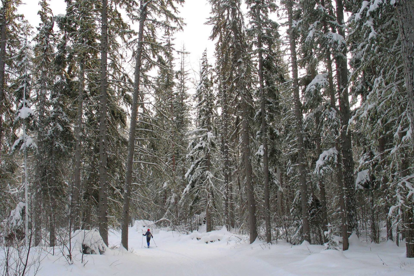 a person cross country skies through snowy pines