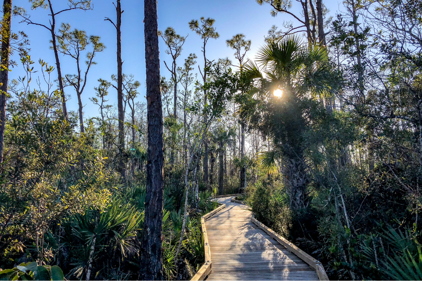 Man travel photographer trekking, walking on landscape with oak trees and trail path in Myakka River State Park Wilderness Preserve in Sarasota, Florida with tripod