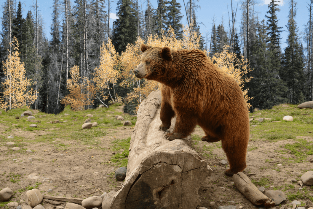 Grizzly Bear Climbing Over Old Log In Autumn Woods in Montana