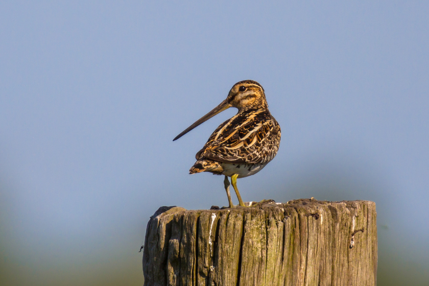 Common snipe (Gallinago gallinago) on a pole. This is a small, stocky wader native to the Old World