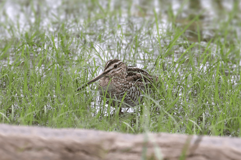 Wilson's Snipe (gallinago delicata) standing in a grassy wetland