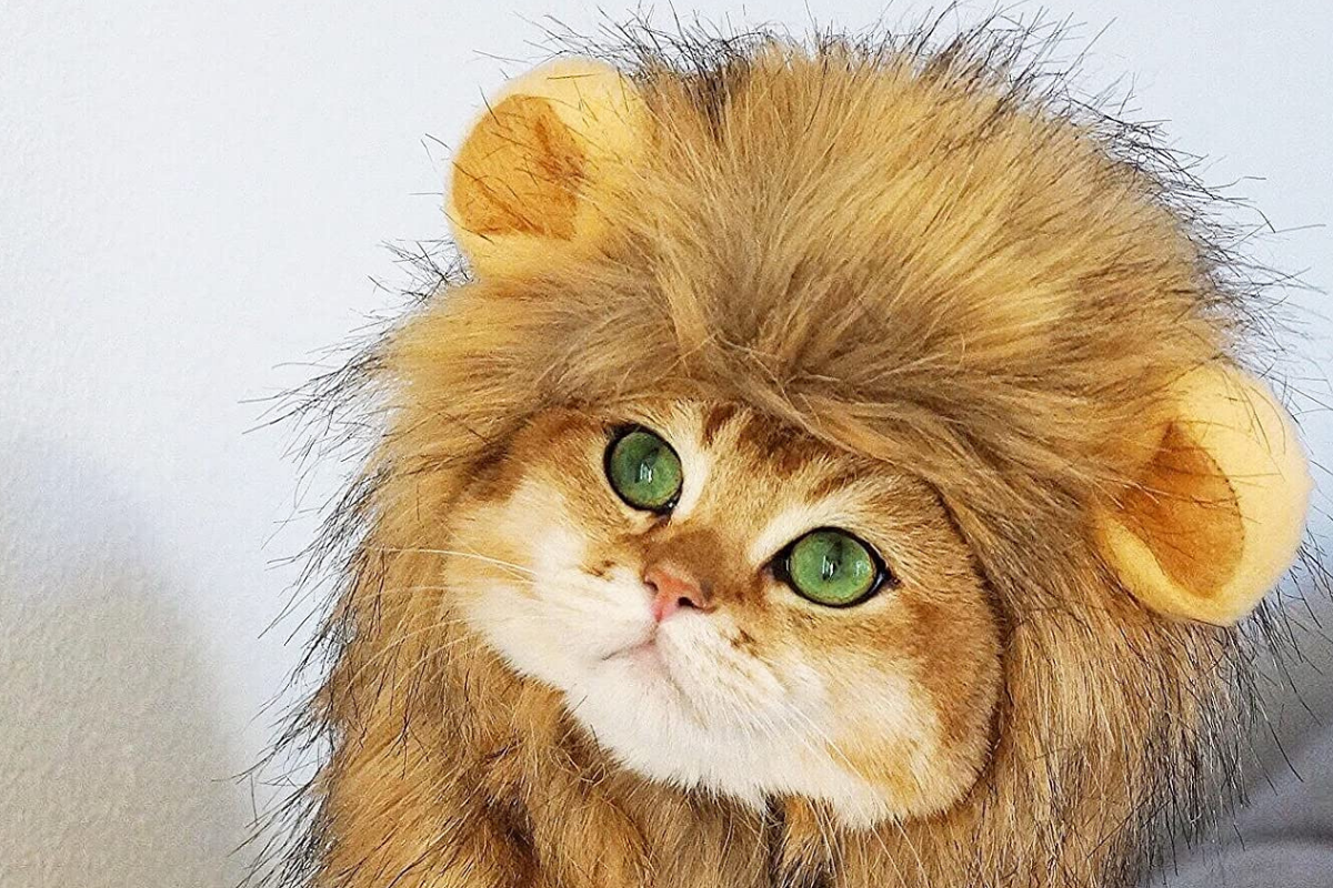 OMG Adorables Manu Costume for Cat
