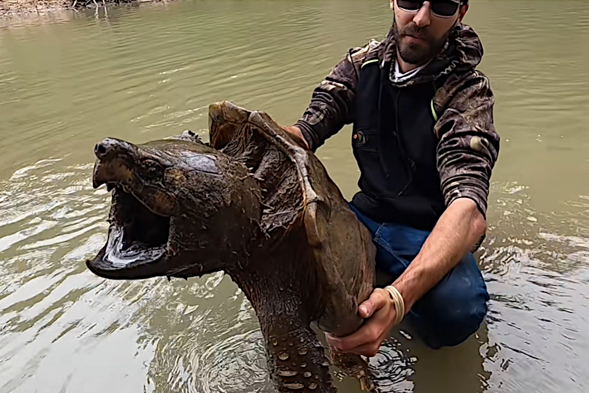 Alligator Snapping Turtle Fishing