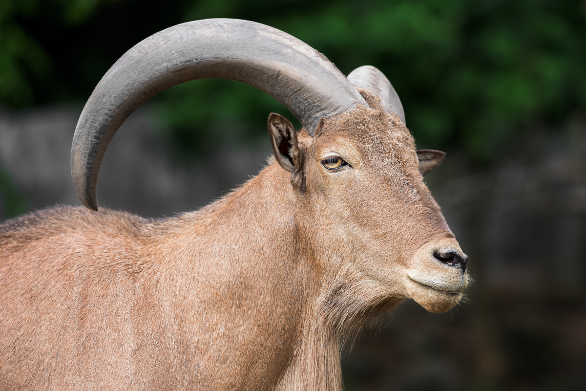 Aoudad Hunting