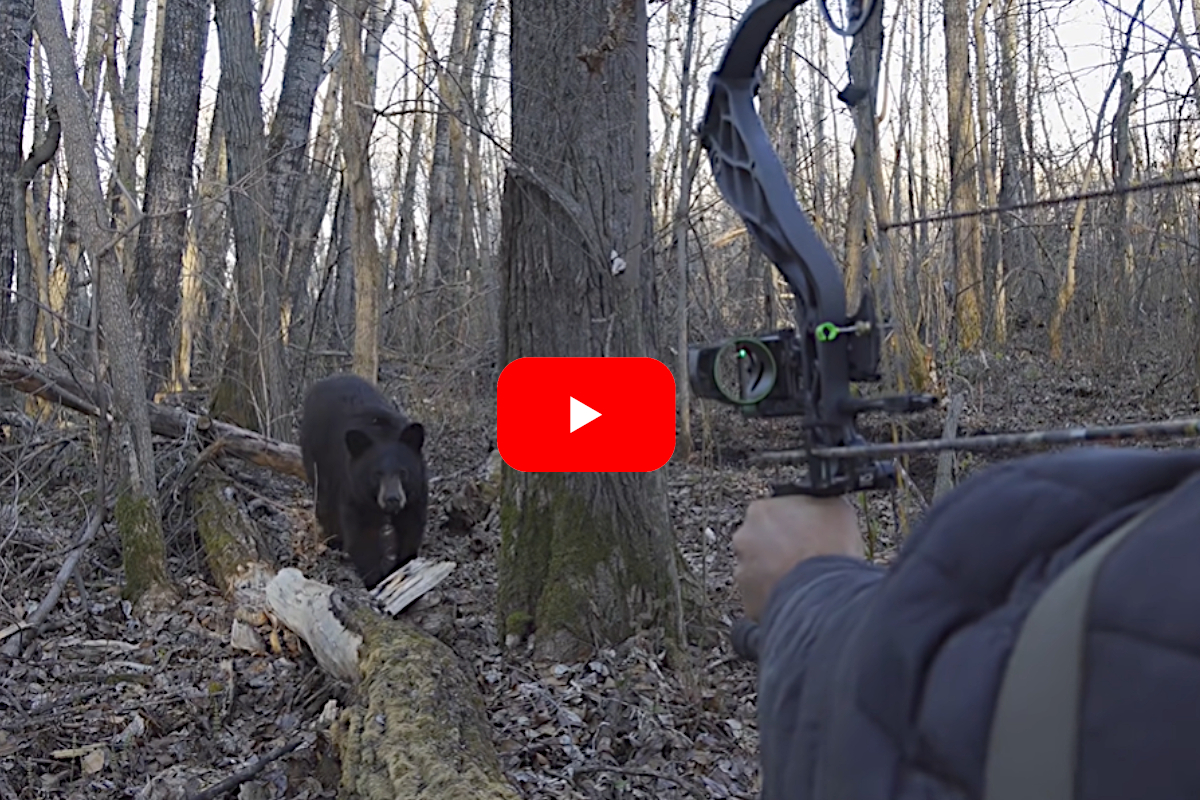 Bowhunting Black Bear