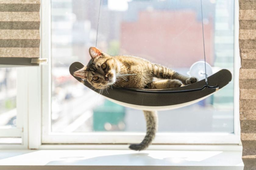 The 5 Best Cat Hammocks