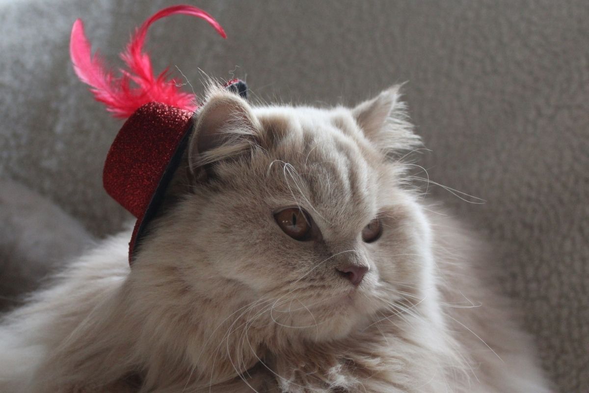 Hats for Cats: 5 Unique Hats for Winter, Holidays, and More