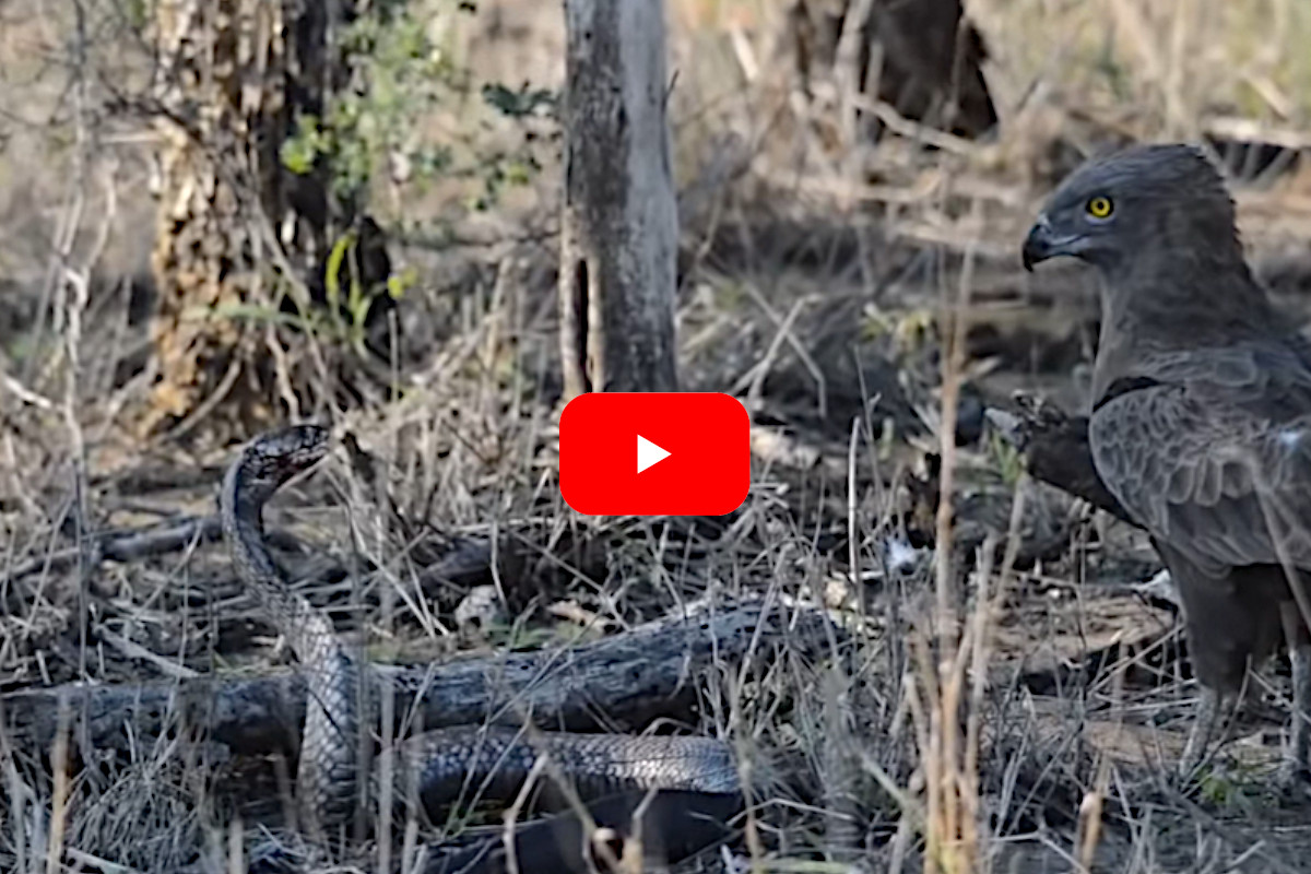 Cobra vs Snake Eagle