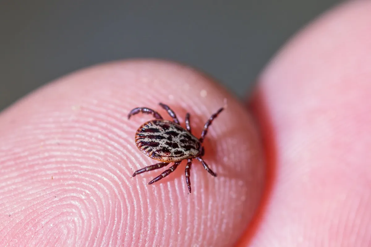 Different Types of Ticks