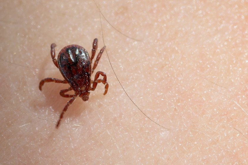 Tick Myths