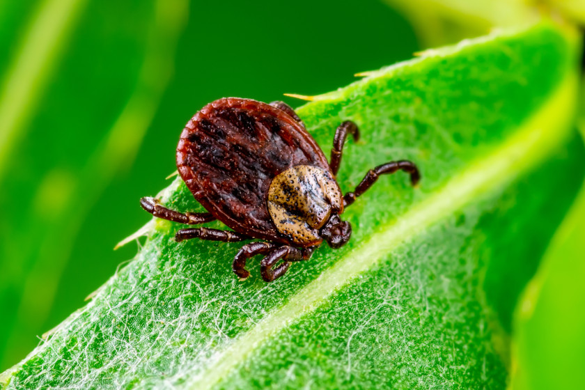 Different Types of Ticks