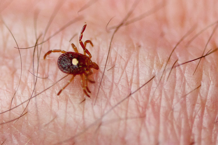 Tick Myths