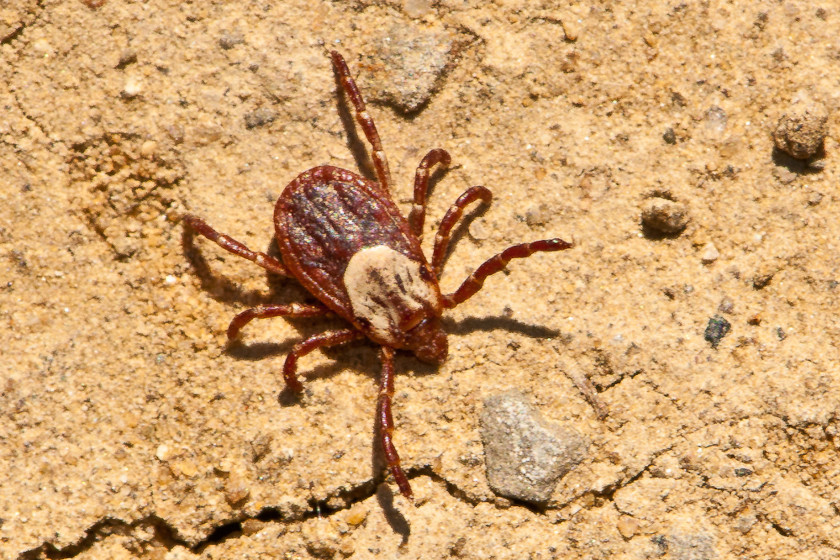 Different Types of Ticks