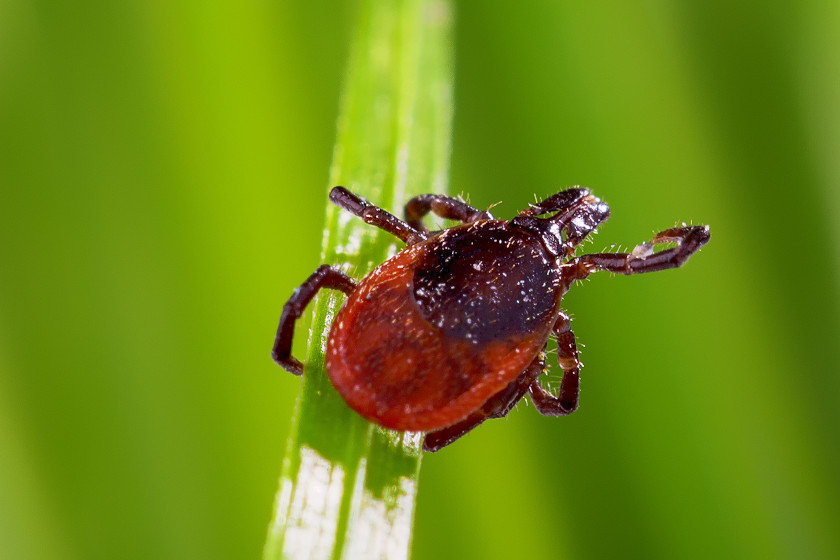 Different Types of Ticks