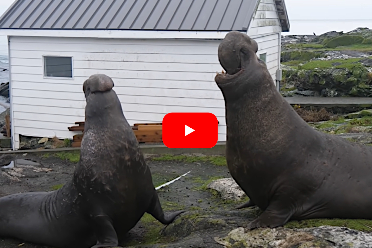 Elephant Seal Fight