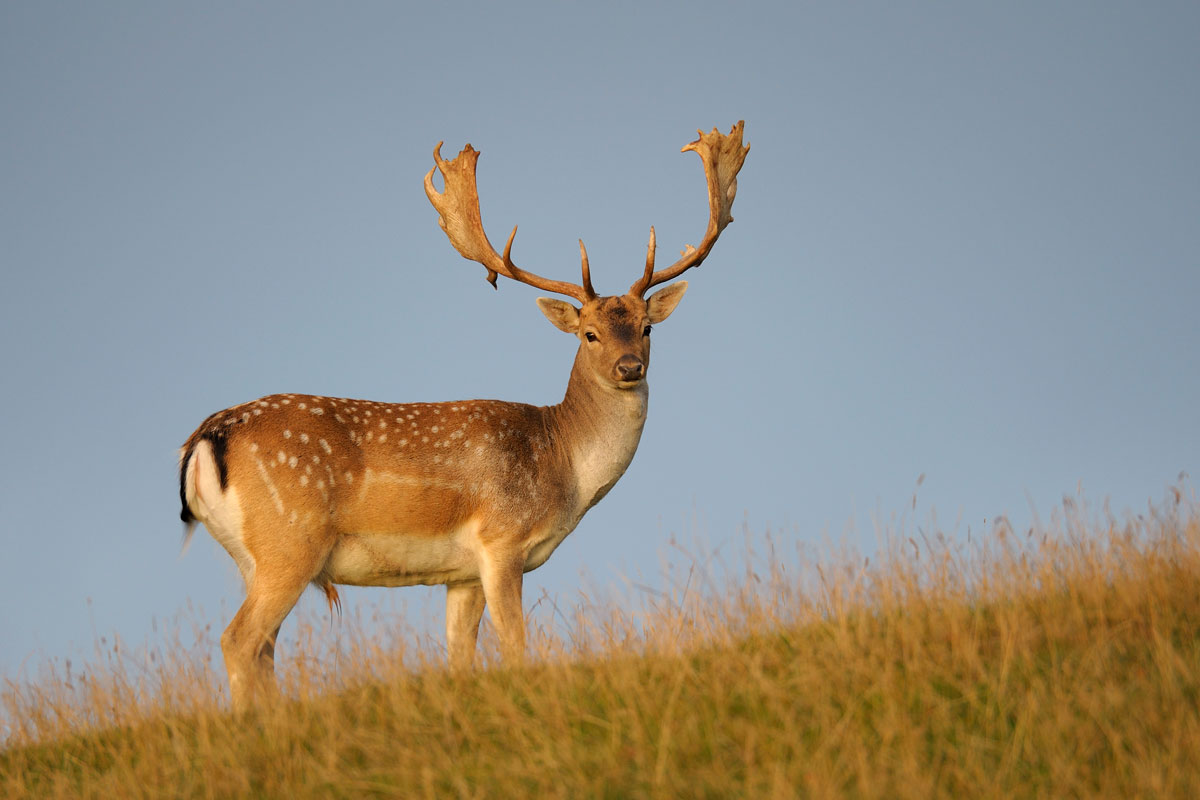 fallow deer
