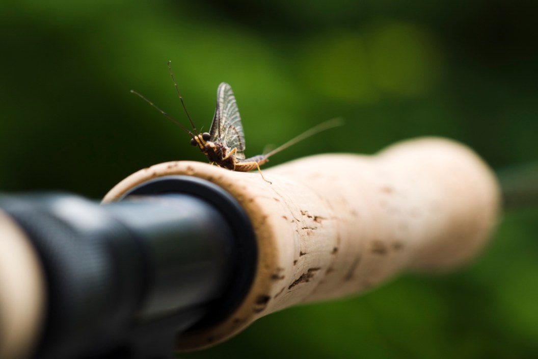 A mayfly perched on a fly fishing rod.