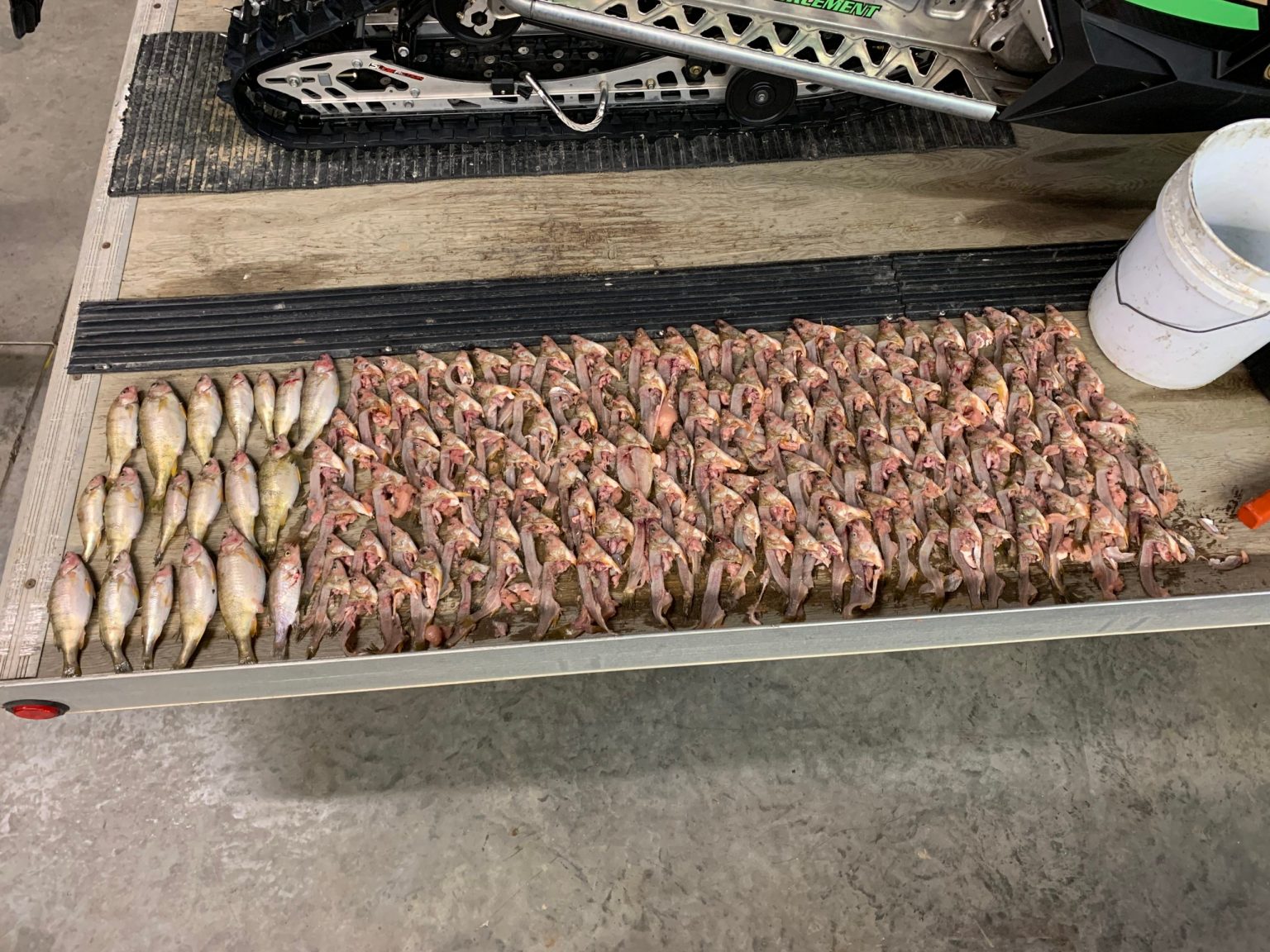 Michigan DNR Busts Two Men for Poaching Hundreds of Panfish and Perch