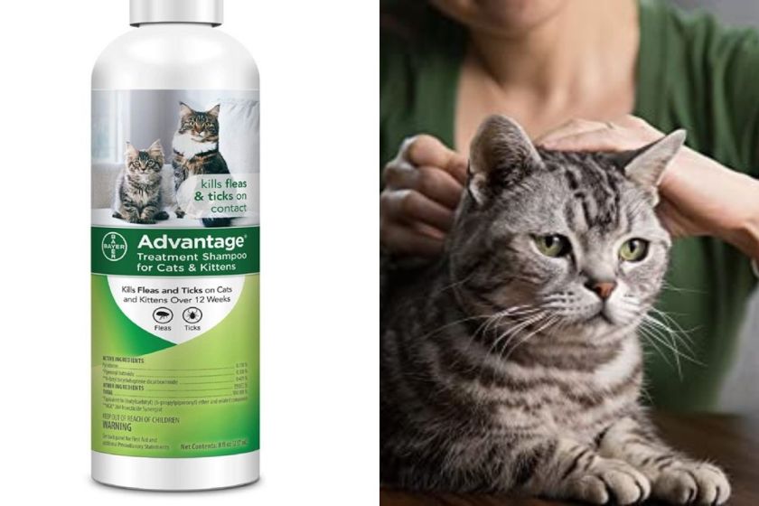 Flea Shampoo for Cats 5 Best of 2021 for Cats & Dogs [Quick Relief]
