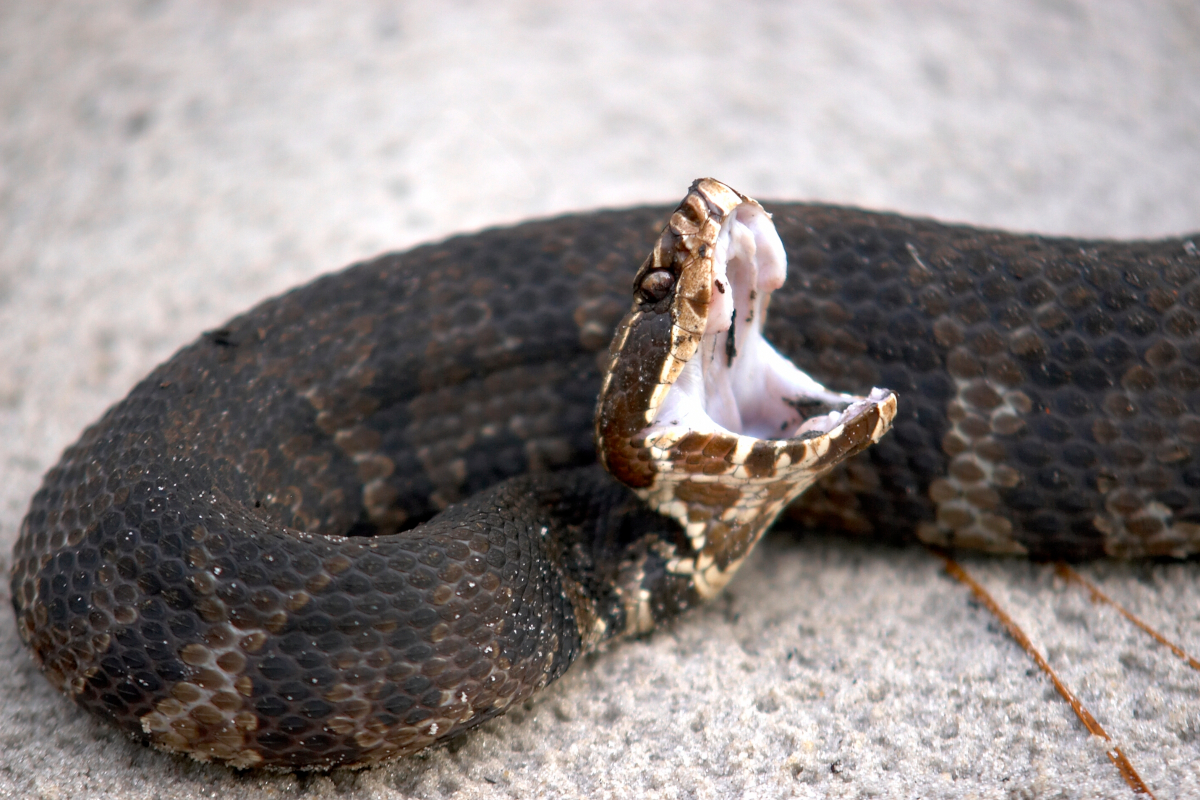 A venomous cottonmouth snake ready to strike.