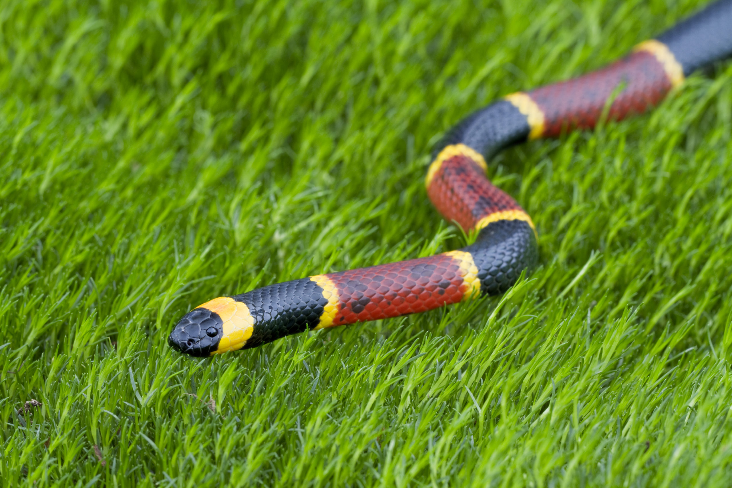 The highly venomous eastern coral snake on some grass.