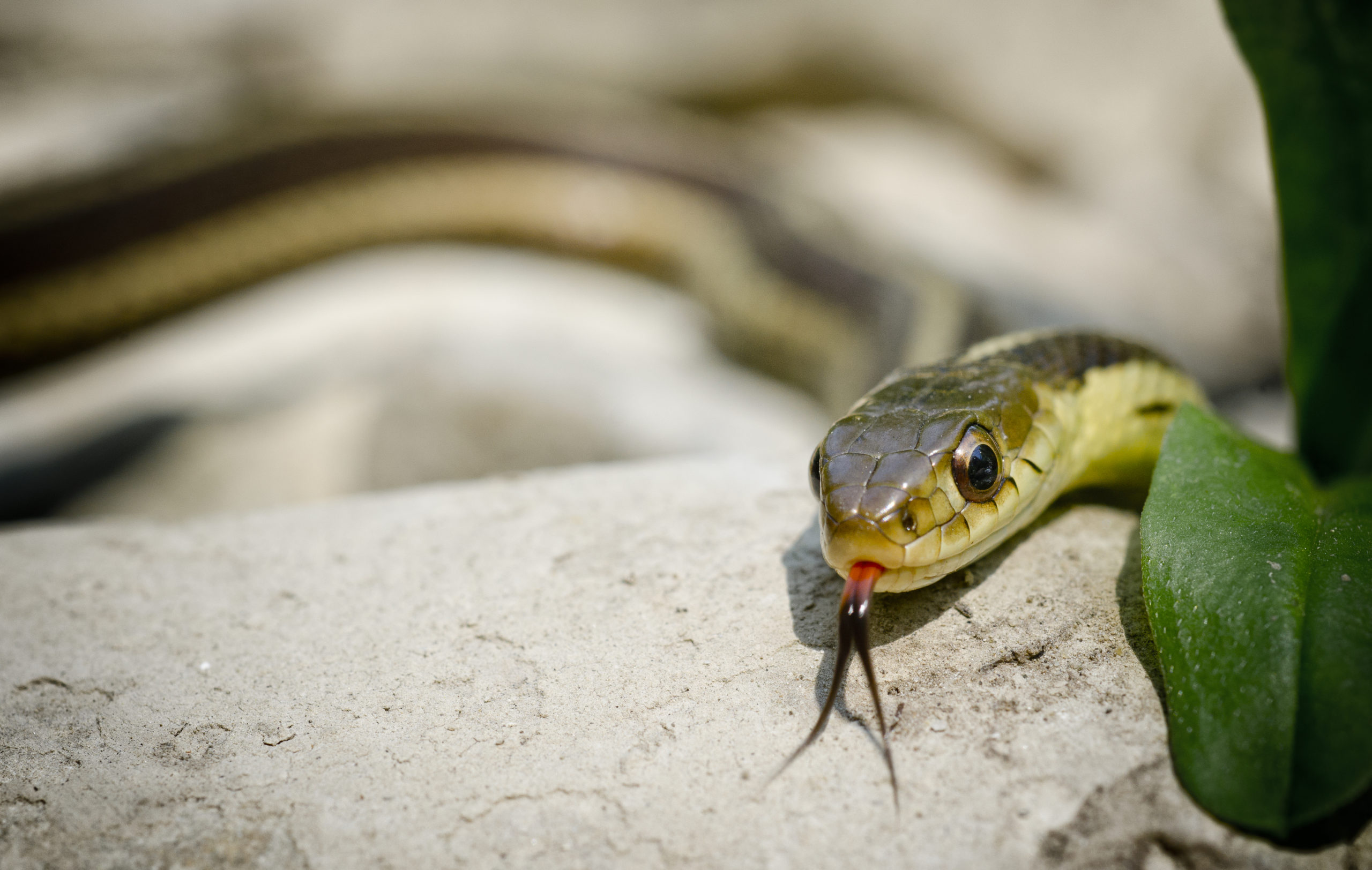 An eastern garter snake slithering over a rock.