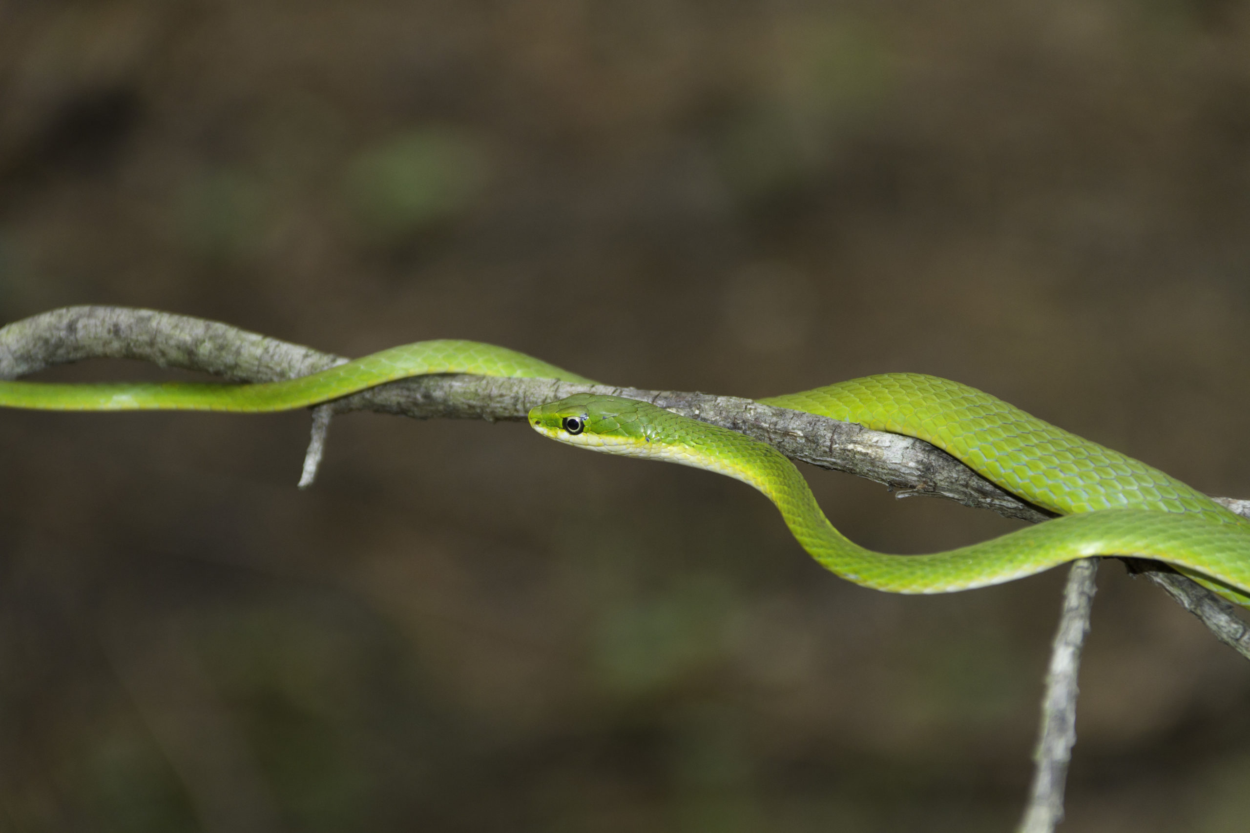 A rough green snake (opheodrys aestivus) climbing on a tree limb.