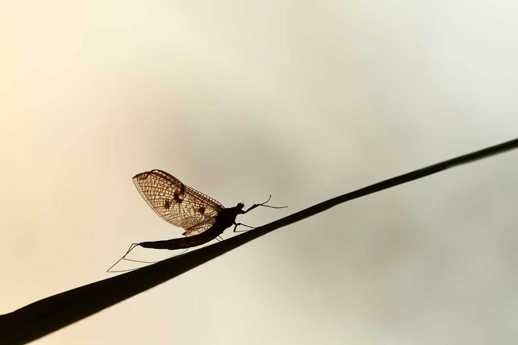 3 Common Insect Hatches and How to Fish Them - Wide Open Spaces