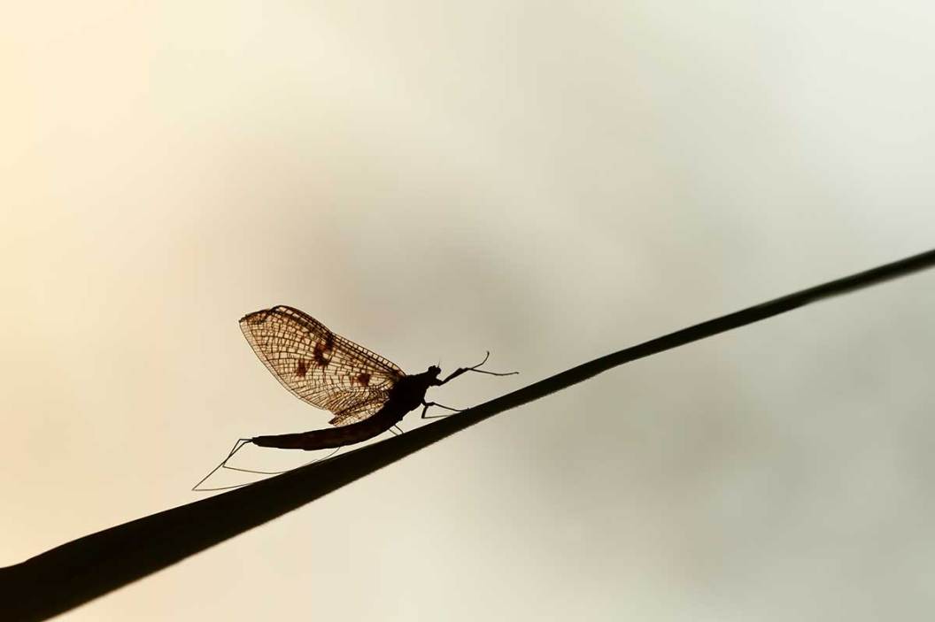 3 Common Insect Hatches and How to Fish Them - Wide Open Spaces