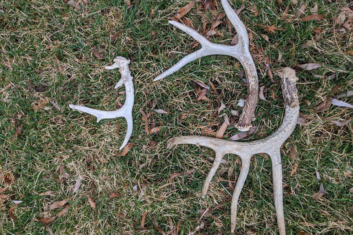 How To Start Shed Hunting