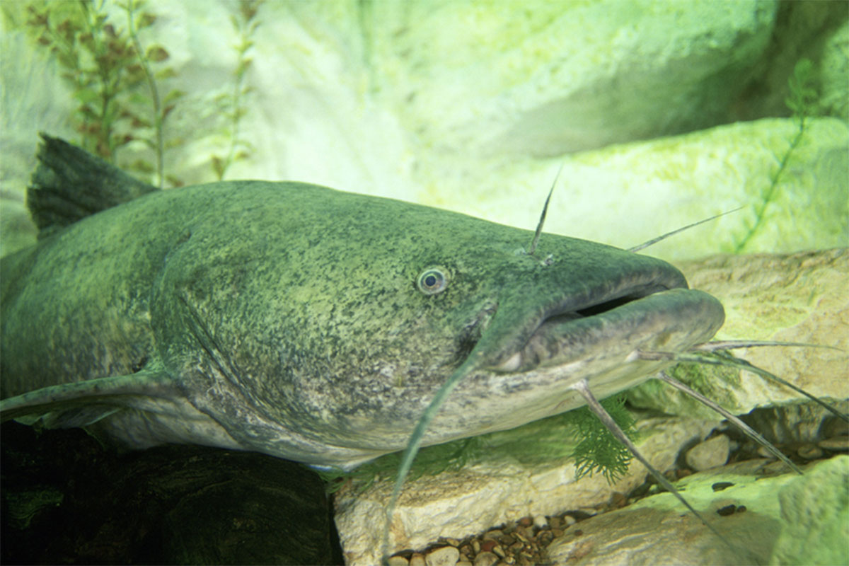 Flathead Catfish Fishing